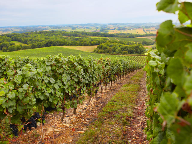 vignoble-madiran-vignes-otpva.jpg